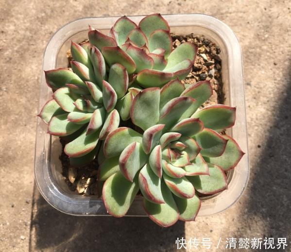 花盆|在家养多肉,学好这些技巧,花盆都长满!