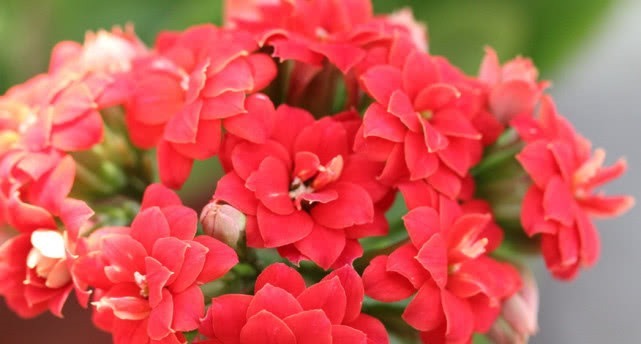 养长寿花有绝招，用好这3个“促花技巧”，很快就开花，轻松爆盆