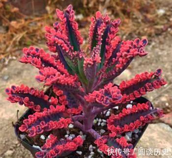 没个小院子别养3种花,“喝点水”就泛滥,长出一片清不掉!