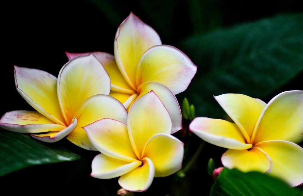 此花有着和煮熟的鸡蛋一样的颜色，是一种象征了希望和新生的花