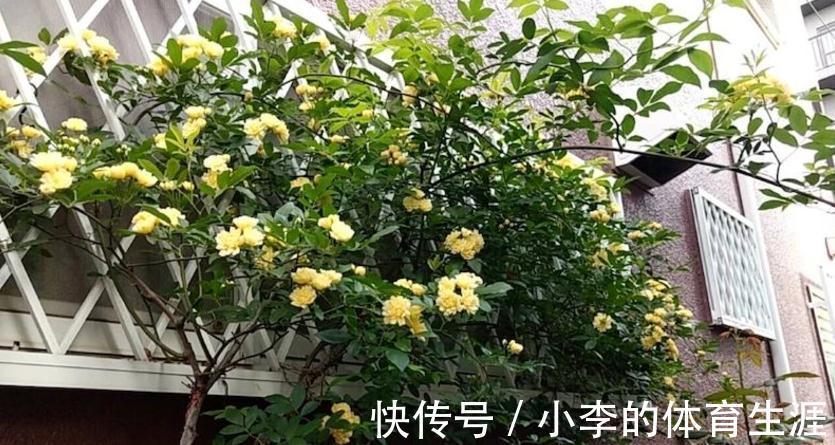 家里有个小院子别浪费，养这3种花，打理简单，开花如花海