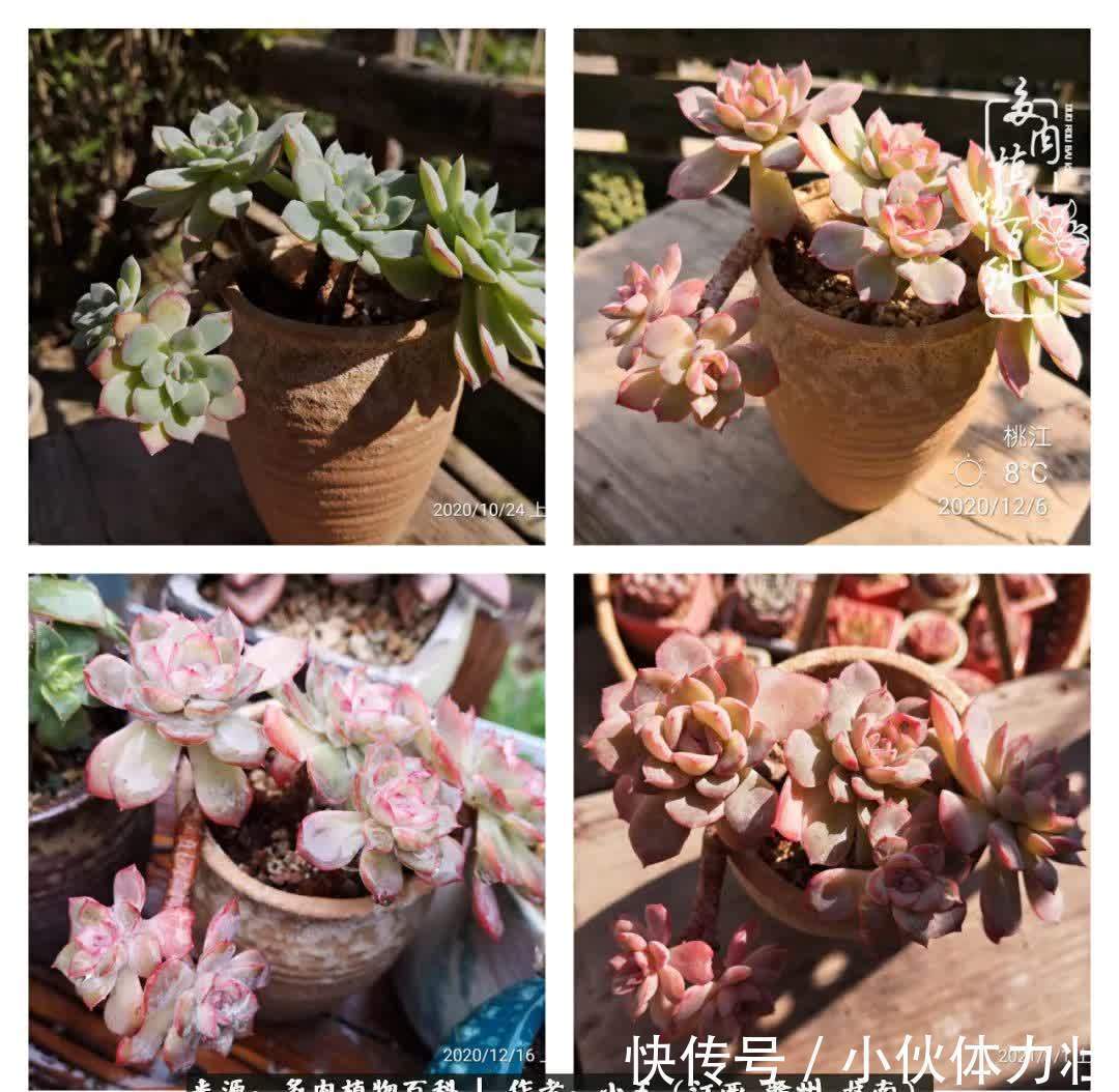 懵懵懂懂入肉坑,跌跌撞撞养多肉