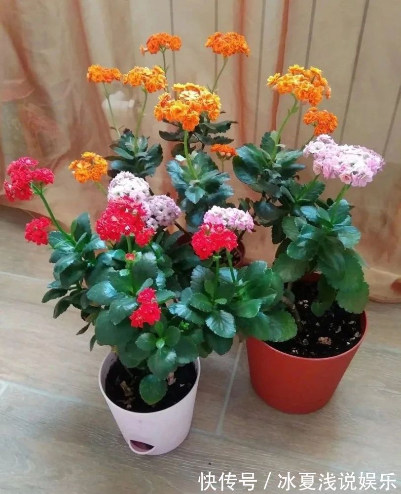 怕水多的“11种花”,家里若有管住手,养不好都是因为太勤了