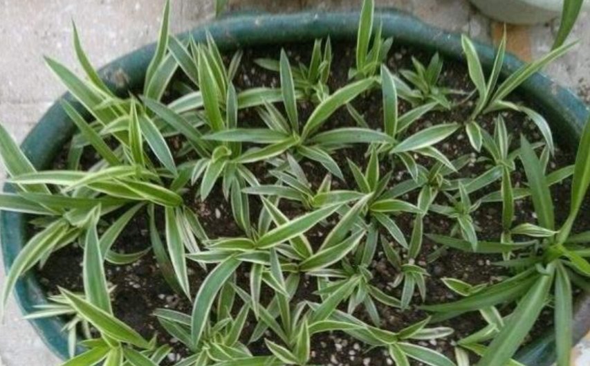 喜欢养花,就选这5种,“扔土里”就活,2月爆满盆,花开满阳台