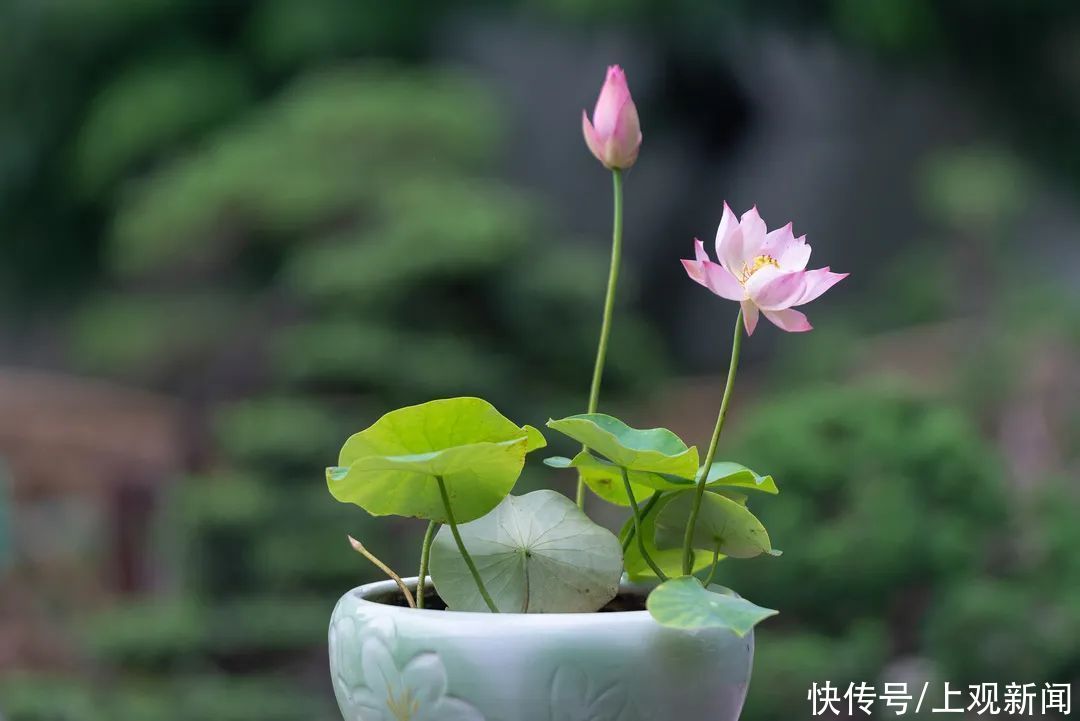 王莲 约会“夏雨荷”，周末去哪里赏荷花