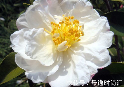 花朵|几款艳丽的花卉，漂亮又好闻，全年开花不断，美观大气