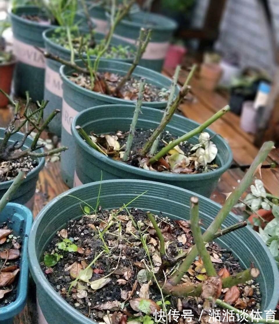 6种“硬气花”,冬天赶紧“扔出去”,冻一冻才壮,开花更劲爆