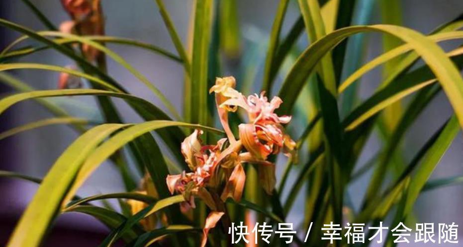 养分|新手花友给兰花换盆,提前了解5个要点,根壮叶绿长势旺