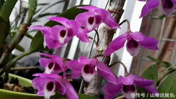 还在养绿萝家里养盆“香香花”，好看好闻，清香四溢精神好！