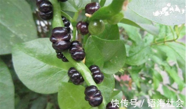 补钙|农村田地里这种常见的野菜,不仅能止血补钙,还能治疗便秘!