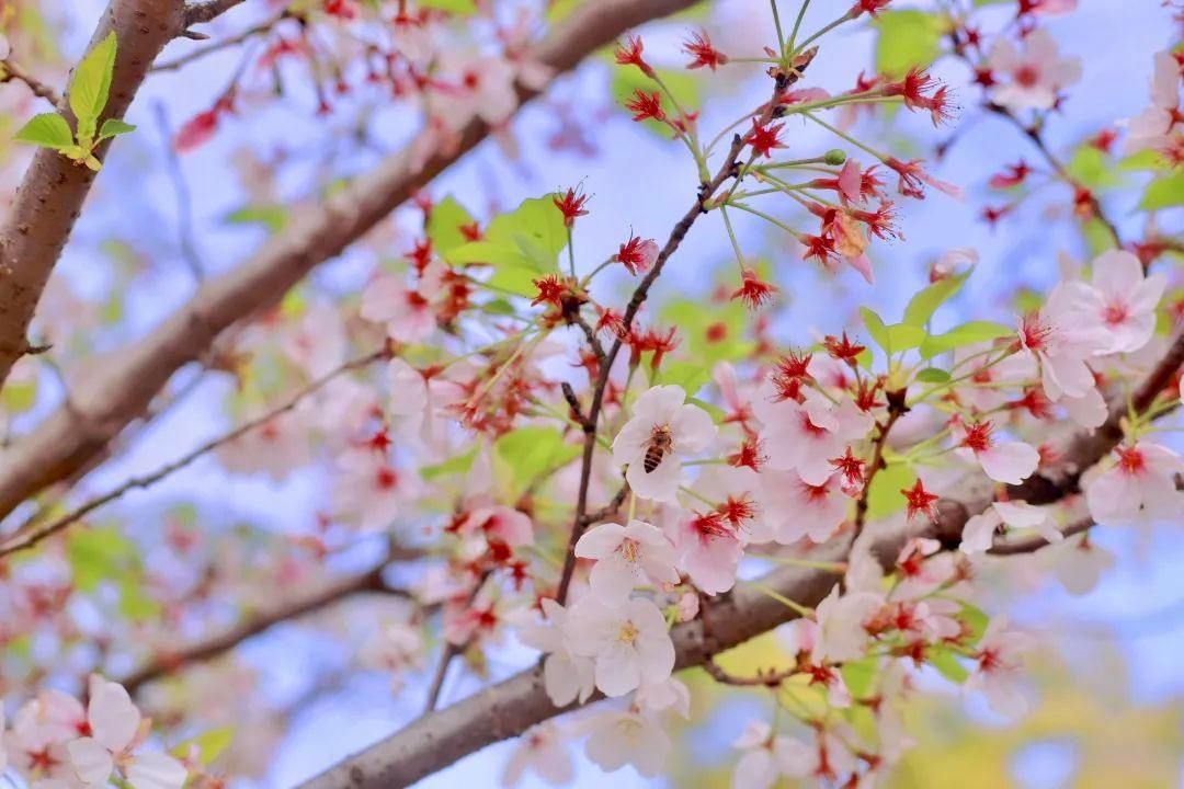 【“摄”会人】人间芳菲四月天 这是属于樱花的季节