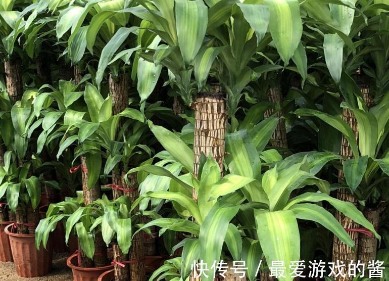 花市看到3种花随便买,摆客厅显大气上档次,过冬容易