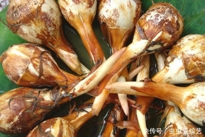 要拔|提个醒:秧田见到此草,一定要拔回家,好处不请自来,作用非常大