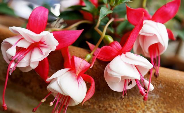 小事|养花种草乐趣多,不要着眼于花卉的状态,做好几件小事就非常有趣