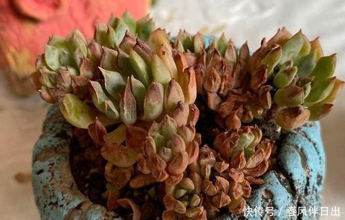 花友会|夏天多肉总是掉叶子？3个原因引起，及时了解预防，肉肉安全度夏