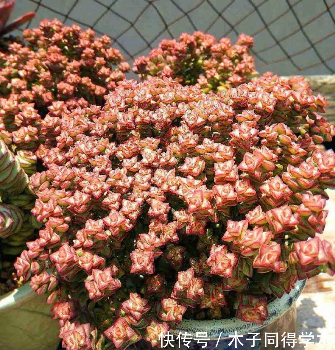 刚开始养多肉很嫌弃,后来越养越爱,打脸实录