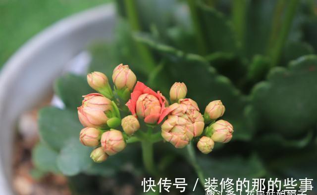 长寿花轻轻一碰就掉叶子，是这几个方面的情况造成的，要及时处理