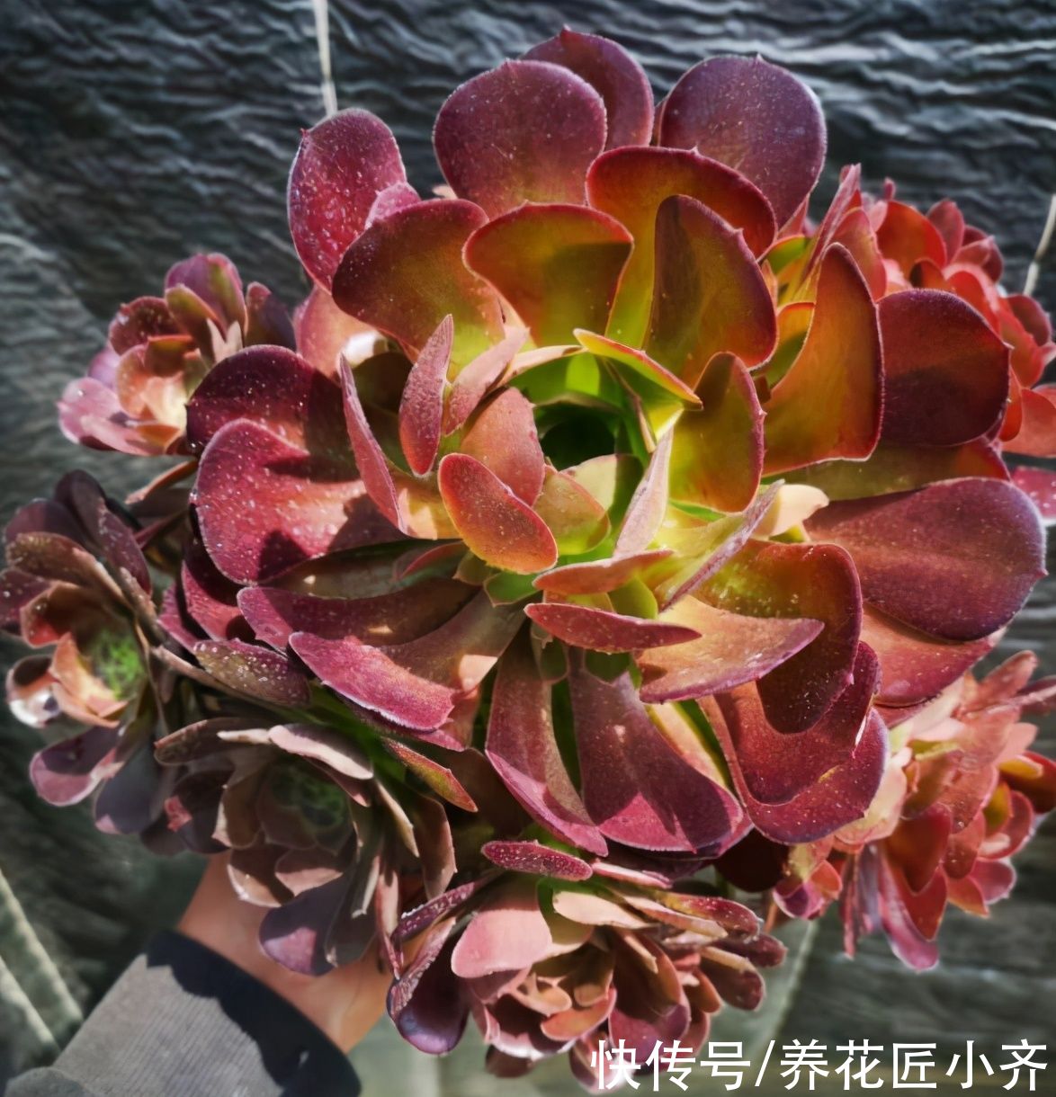 植株|法师夏季休眠，教你度夏小技巧，不仅不黑腐，还能养出漂亮状态