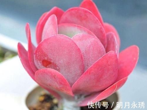 阳台党|这6款多肉被花友捧得很高,其实并不适合阳台党,尤其是最后两种