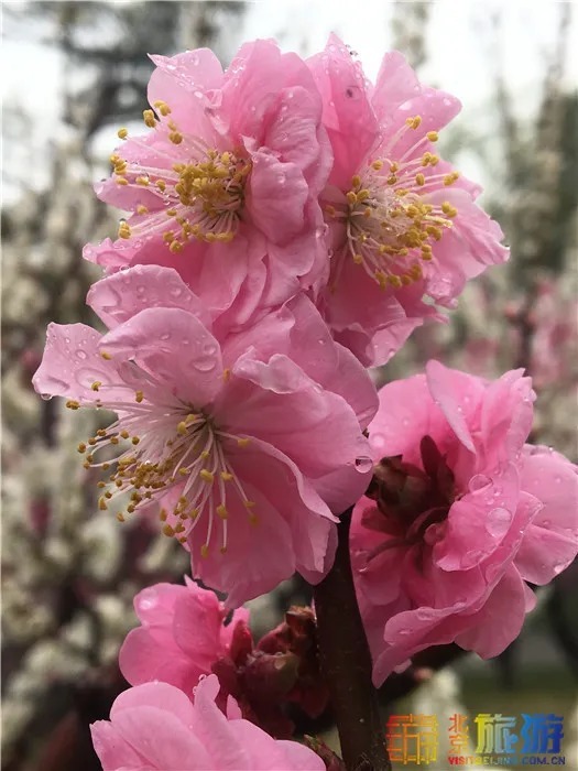 花海！梅花、玉兰、海棠、杏花，你要的醉人春色都藏在北京这座公园里！