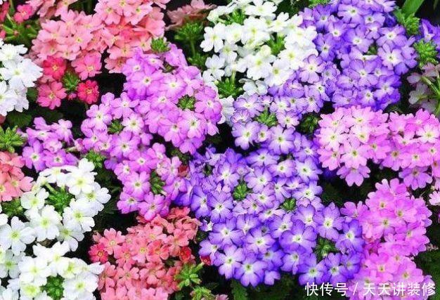 几种花期最长的花卉,一年四季开不停,每天都有花赏