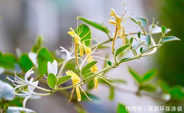 家里有条件养这3种花，开花漂亮价值高，一克就能几百元