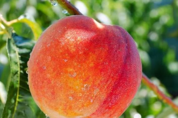 回家过年|新的一年新的目标,3种吉吉果放在客厅里,寓意大吉大利喜气盈盈