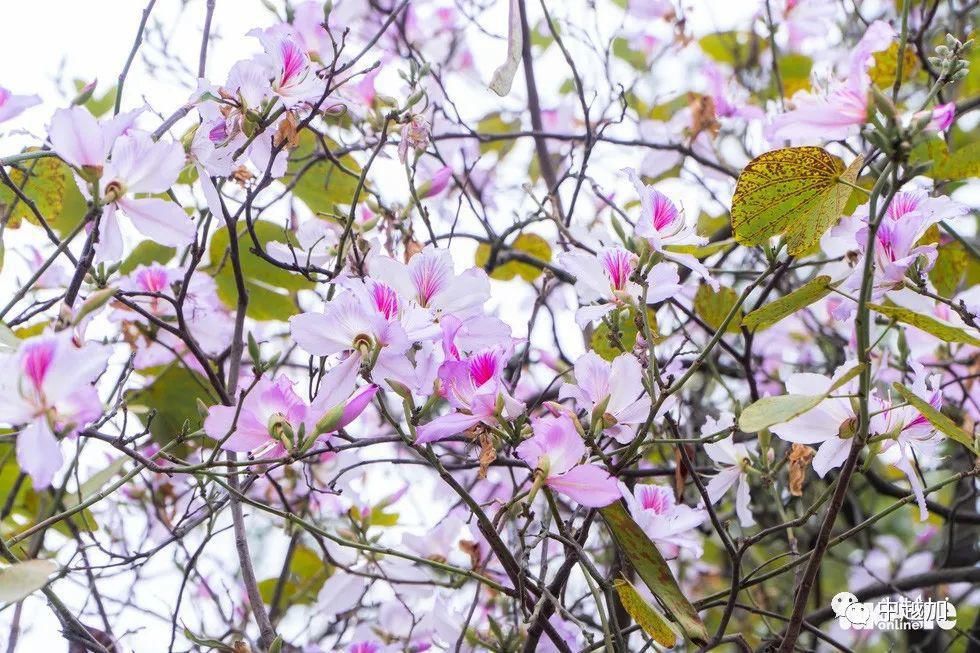 河内有一大片粉紫色花海，错过又要等一年