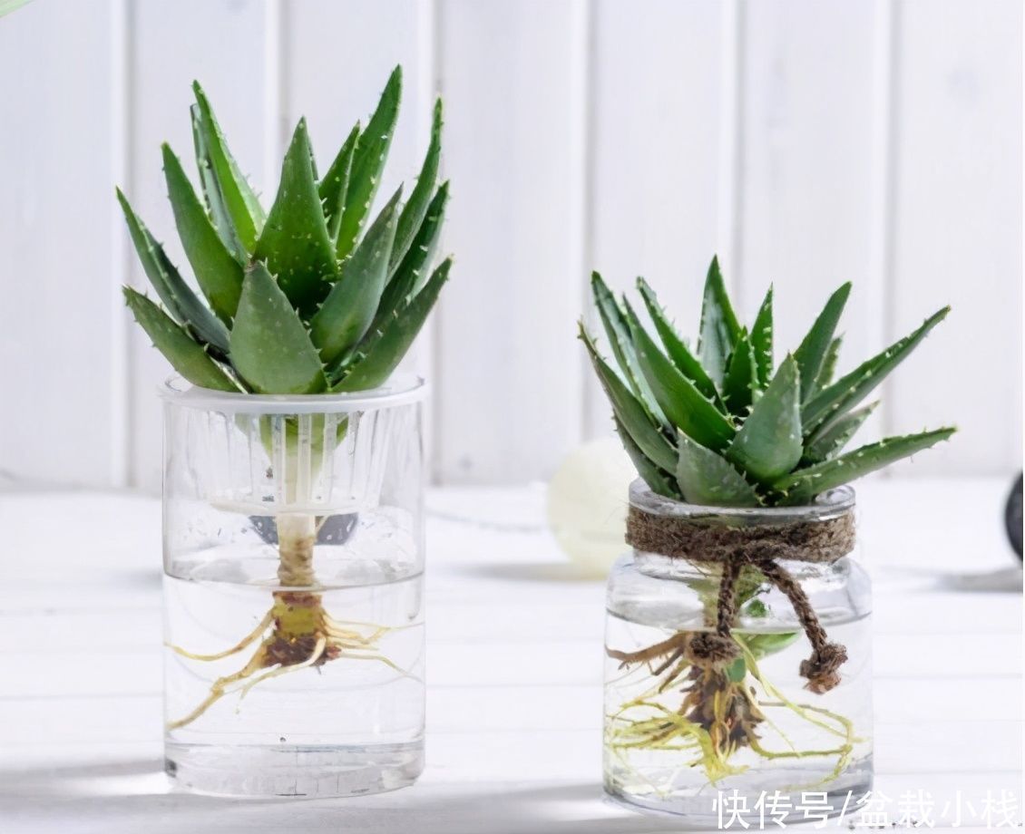 铜钱草|懒人花卉有哪些?6种花撒手养!关键还好看