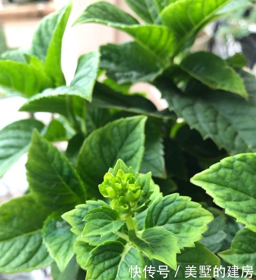 长势|冬季的绣球花,有一步不能做,开春长势更好,花球大,花更多