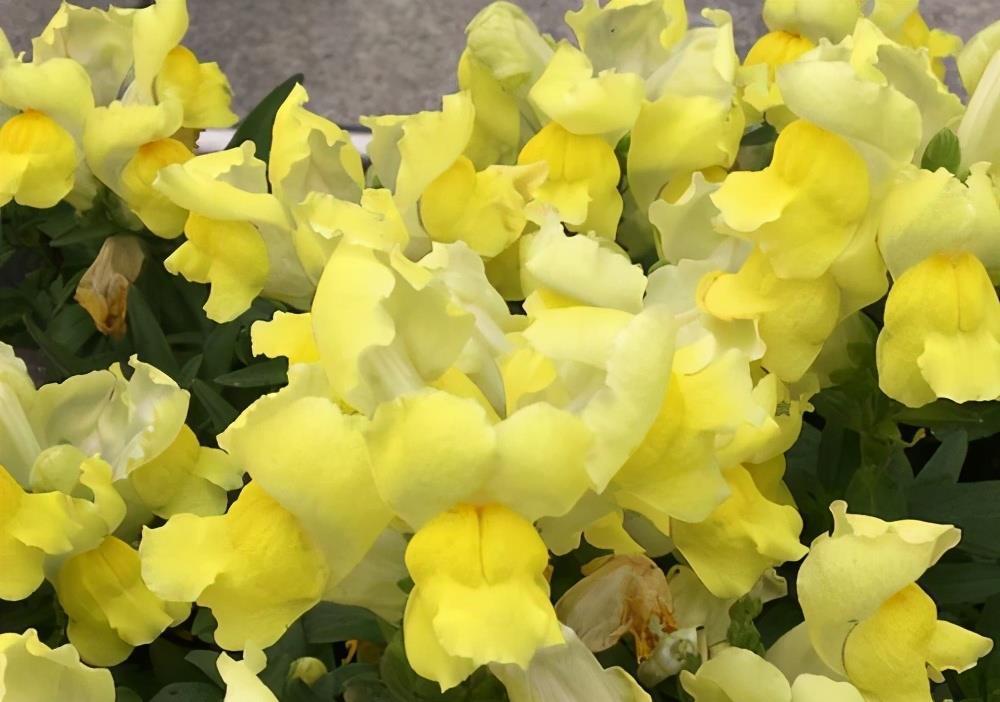 金鱼草花朵像金鱼嘴,熟悉它的习性,养开花很简单