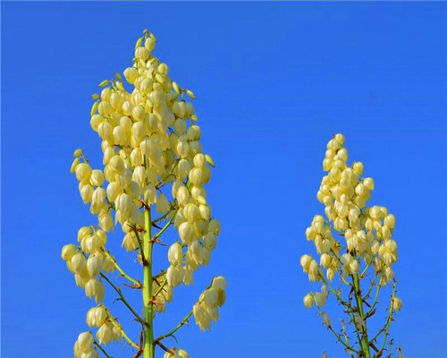 盆栽凤尾兰如何养教你3个养护凤尾兰的妙招,轻松爆盆又美观