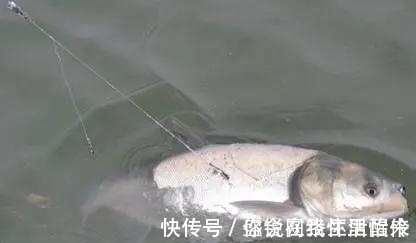 鲢鳙怎么钓？很多人第一步就错了。注意到这3点就怕鱼护装不下