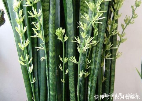 家养虎皮兰总是长不好,三个错误要避免,这样才能轻松长不停