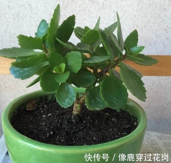 侧枝|养长寿花十年，总结6点经验，一盆快速变多盆，长期开花不断