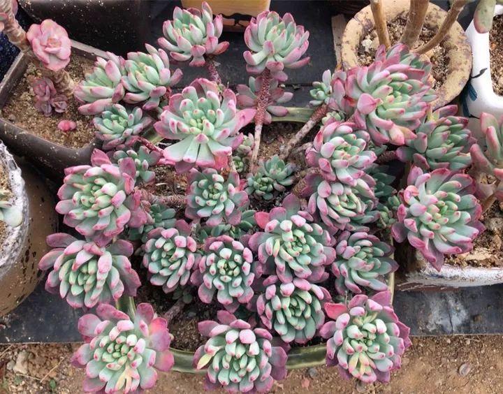 红边|姐姐养了9年的多肉,没有买肥就用它,个个长成精!