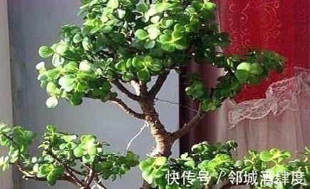 大妈养一株“象鼻”盆景, 从没人要变“万元级”, 才花3个月!