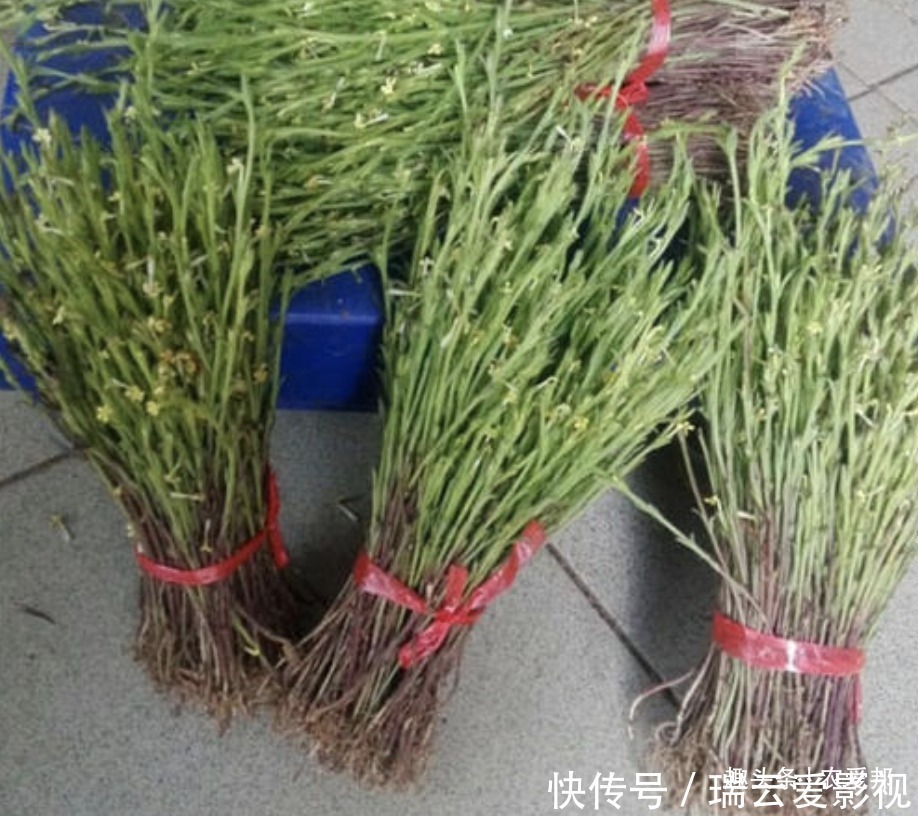 独脚|看似不起眼的野草，人称“草中黄金”在野外遇到就赚了！