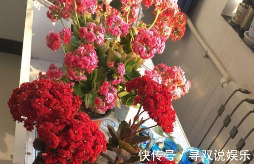 “1种液体”经常见,用来养花比啤酒水、黄豆水都好,养啥花都旺