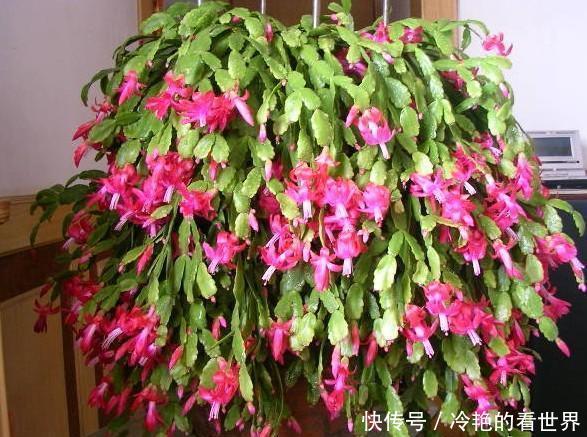 接穗|原来蟹爪兰要这样嫁接,难怪别人家的蟹爪兰开花那么多