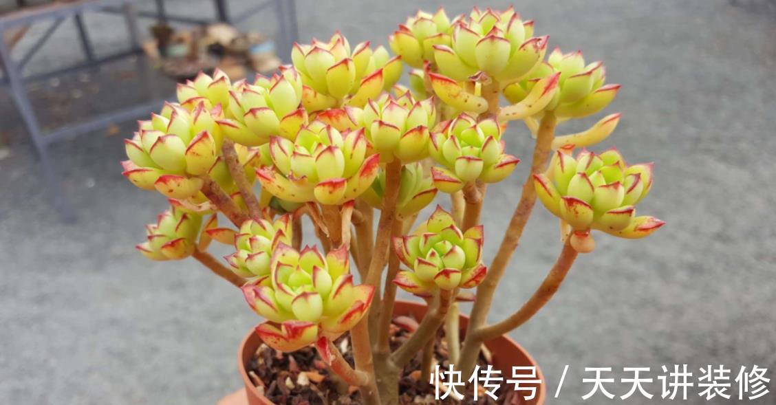 锦晃星|5种精致小巧的多肉植物,个个养成直立桩,造型别致好像艺术品