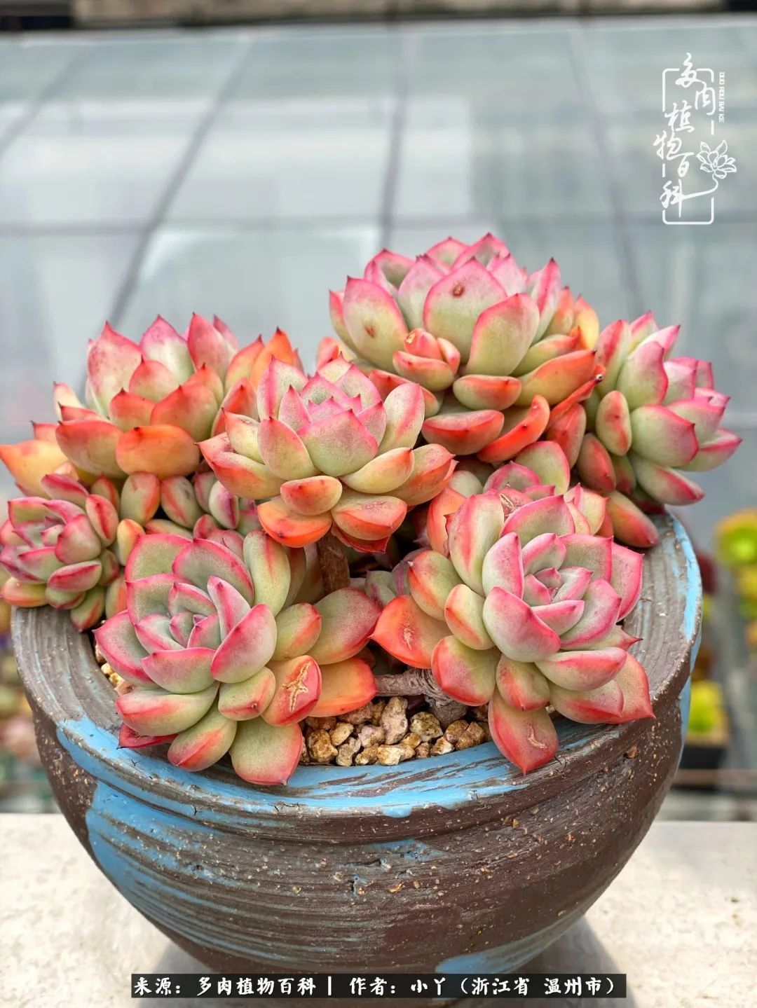 祖上无院家里无矿,一腔浪漫情怀付诸楼顶造花!