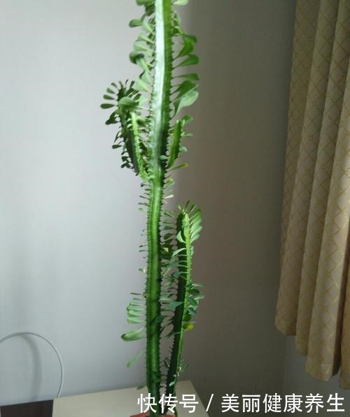 开着小花的龙骨花,变成苍劲的小盆景,气派大方真好看!