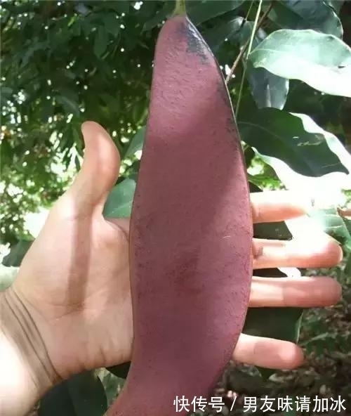 奇花、奇花、奇花、罕见奇花,赶快打开欣赏吧