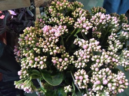 长寿花,几个月不见长大,需要施什么肥吗?