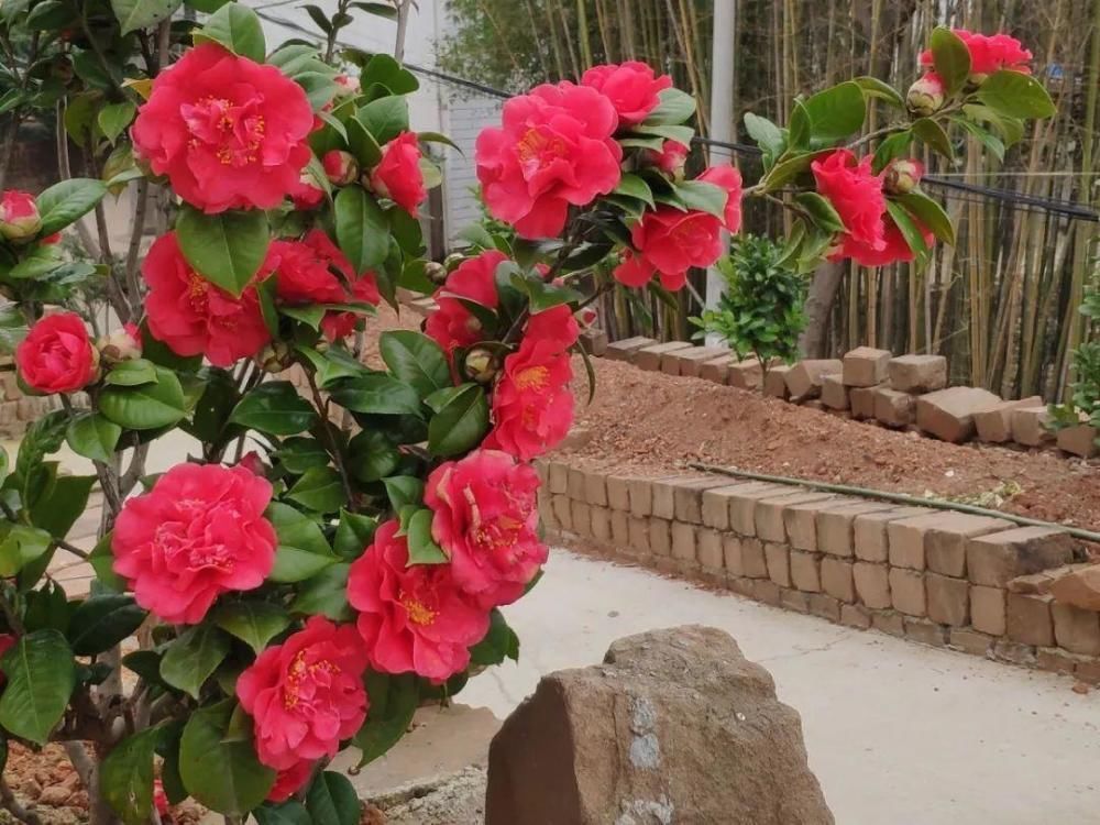 休眠|9种花,必须低温春化,冻满1个月以上才行!