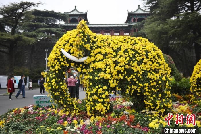 红橙黄绿|菊花盛开点缀南京秋天 “七彩炫菊”成新宠