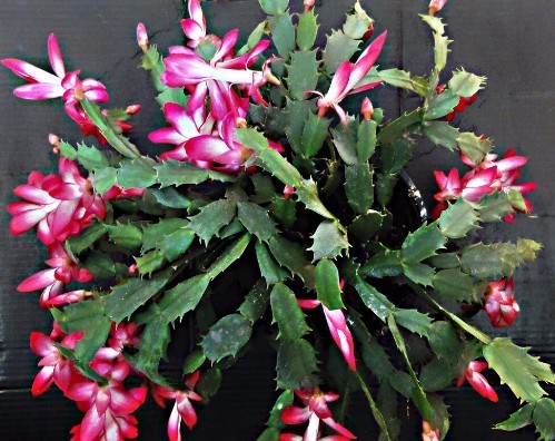 这“两种”花,虐一虐之后,不仅不会枯萎,反而越开越旺!