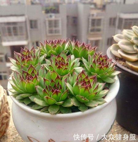 养上3种“不怕冻”的花,冬天“下雪”会更美!