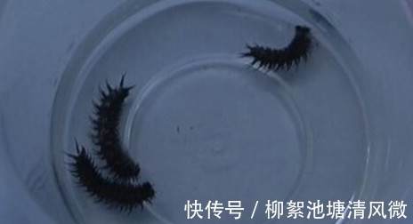 黑色|8岁男孩上吐下泄,竟然全是黑色毛毛虫,连医生都被吓到了!